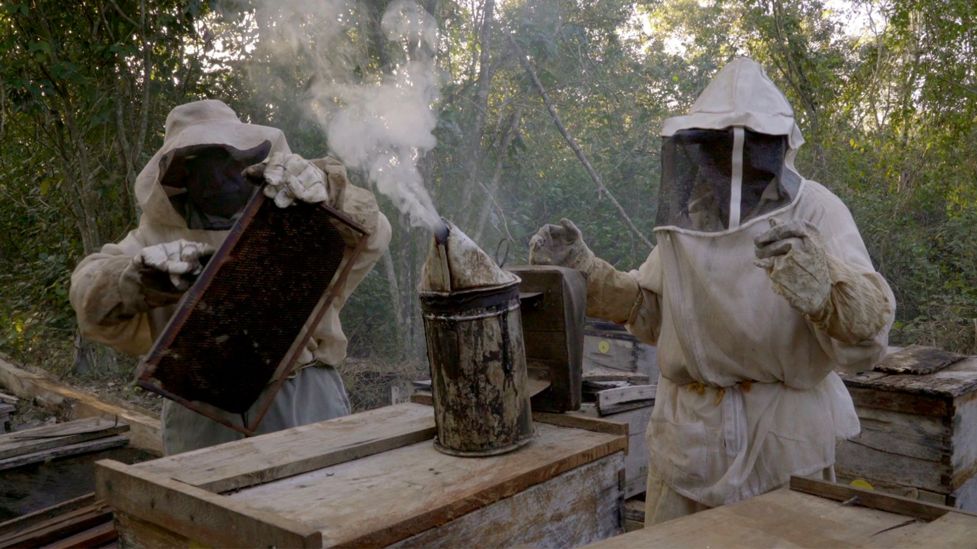 ¿Qué les pasó a las abejas?