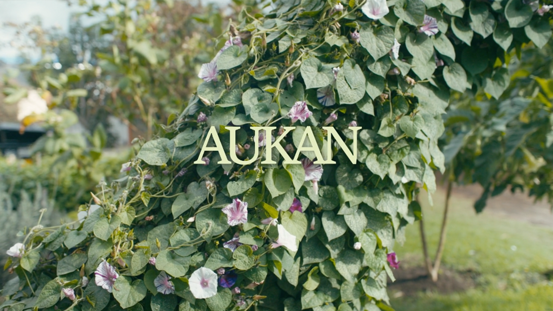 Aukan